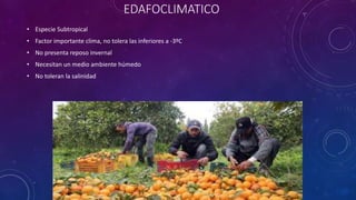 EDAFOCLIMATICO
• Especie Subtropical
• Factor importante clima, no tolera las inferiores a -3ºC
• No presenta reposo invernal
• Necesitan un medio ambiente húmedo
• No toleran la salinidad
 