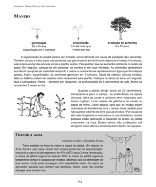 112
Frutíferas e Plantas Úteis na Vida Amazônica
A regeneração do jatobá parece ser limitada, provavelmente por causa da predação das sementes.
Também porque a maior parte das sementes que germinam na sombra morre depois de 4 meses. No entanto,
vale a pena cuidar das árvores em pé e plantar outras. Para plantar, lave as sementes retirando os restos da
polpa. Em seguida, coloque-as em peneiras, na sombra e em local ventilado. As sementes apresentam
dormência que pode ser quebrada raspando a casca ou colocando-as rapidamente em água quente e depois
gelada. Assim, escarificadas, as sementes germinan em 1 semana. Sacos de plástico comuns furados,
latas ou balaios podem ser usados como recipientes para plantar. Coloque os sacos ao sol e, em seguida,
faça a semeadura. Plante 1 semente por recipiente, na profundidade de 5 centímetros de solo. Molhe os
recipientes 2 vezes ao dia.
Quando a planta atingir cerca de 25 centímetros,
transplante-a para o campo, de preferência na época
chuvosa. Abra as covas e adicione terra misturada com
adubo orgânico como esterco de galinha e de cavalo ou
casca de milho. Deixe espaço para que as mudas sejam
colocadas.Ao transferi-las para o campo, tome cuidado para
não quebrar o torrão de terra que as envolve.6
Por causa do
alto valor do jatobá no mercado e no uso doméstico, muitas
pessoas estão capinando e deixando os brotos de jatobá
crescerem na roça. Esses brotos são protegidos até
atingirem maior altura e amadurecerem dentro da capoeira.
germinação
20 a 30 dias
escarificado em 1 semana
crescimento
0,5 até mais que
1 metro por ano
produção de sementes
8 a 12 anos
MANEJO
Tirando a casca
Mariella Revilla e Alexandre Souza
Tome cuidado na hora de retirar a casca de jatobá. Um estudo no
Acre mostra que essa casca tem pouco potencial de regeneração:
enquanto a casca de ipê regenerou de 40% a 50% após 2 anos de extração,
a casca de jatobá regenerou apenas 10%. A casca de jatobá regenera
lentamente porque é atacada por insetos (abelhas) que se alimentam de
sua resina. Você pode conseguir uma quantidade maior de casca se
aproveitar aquelas que sobram nas serrarias. Assim, você não precisa
estragar uma árvore viva.
 