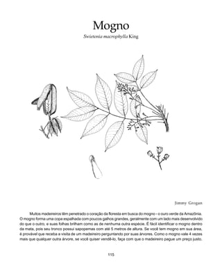 115
Mogno
Jimmy Grogan
Muitos madeireiros têm penetrado o coração da floresta em busca do mogno - o ouro verde da Amazônia.
O mogno forma uma copa espalhada com poucos galhos grandes, geralmente com um lado mais desenvolvido
do que o outro, e suas folhas brilham como as de nenhuma outra espécie. É fácil identificar o mogno dentro
da mata, pois seu tronco possui sapopemas com até 5 metros de altura. Se você tem mogno em sua área,
é provável que receba a visita de um madeireiro perguntando por suas árvores. Como o mogno vale 4 vezes
mais que qualquer outra árvore, se você quiser vendê-lo, faça com que o madeireiro pague um preço justo.
Mogno
Swietenia macrophylla King
 