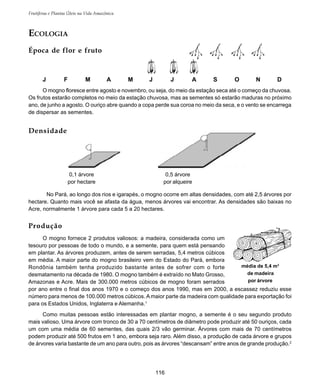 116
Frutíferas e Plantas Úteis na Vida Amazônica
Produção
O mogno fornece 2 produtos valiosos: a madeira, considerada como um
tesouro por pessoas de todo o mundo, e a semente, para quem está pensando
em plantar. As árvores produzem, antes de serem serradas, 5,4 metros cúbicos
em média. A maior parte do mogno brasileiro vem do Estado do Pará, embora
Rondônia também tenha produzido bastante antes de sofrer com o forte
desmatamento na década de 1980. O mogno também é extraído no Mato Grosso,
Amazonas e Acre. Mais de 300.000 metros cúbicos de mogno foram serrados
por ano entre o final dos anos 1970 e o começo dos anos 1990, mas em 2000, a escassez reduziu esse
número para menos de 100.000 metros cúbicos. A maior parte da madeira com qualidade para exportação foi
para os Estados Unidos, Inglaterra e Alemanha.1
Como muitas pessoas estão interessadas em plantar mogno, a semente é o seu segundo produto
mais valioso. Uma árvore com tronco de 30 a 70 centímetros de diâmetro pode produzir até 50 ouriços, cada
um com uma média de 60 sementes, das quais 2/3 vão germinar. Árvores com mais de 70 centímetros
podem produzir até 500 frutos em 1 ano, embora seja raro. Além disso, a produção de cada árvore e grupos
de árvores varia bastante de um ano para outro, pois as árvores “descansam” entre anos de grande produção.2
J F M A M J J A S O N D
ECOLOGIA
Época de flor e fruto
O mogno floresce entre agosto e novembro, ou seja, do meio da estação seca até o começo da chuvosa.
Os frutos estarão completos no meio da estação chuvosa, mas as sementes só estarão maduras no próximo
ano, de junho a agosto. O ouriço abre quando a copa perde sua coroa no meio da seca, e o vento se encarrega
de dispersar as sementes.
No Pará, ao longo dos rios e igarapés, o mogno ocorre em altas densidades, com até 2,5 árvores por
hectare. Quanto mais você se afasta da água, menos árvores vai encontrar. As densidades são baixas no
Acre, normalmente 1 árvore para cada 5 a 20 hectares.
0,1 árvore
por hectare
0,5 árvore
por alqueire
Densidade
média de 5,4 m3
de madeira
por árvore
 