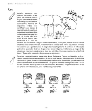 118
Frutíferas e Plantas Úteis na Vida Amazônica
USO
Madeira: pergunte para
qualquer marceneiro se ele
gosta de trabalhar com o
mogno. A madeira de mogno
vale tanto que os madeireiros
sobrevoam a floresta em
pequenos aviões para
identificar suas copas. O
mogno é bastante valorizado
porque sua madeira combina
muitas qualidades raras: tem
uma cor bonita, não pesa
muito, é forte, demora para
apodrecer e é fácil de
trabalhar. Por sua raridade e preço, é uma madeira de luxo, usada pelas pessoas ricas no exterior
e no Brasil para construir móveis, revestimentos de casas e iates. Talvez o que essas pessoas
não saibam é que a grande maioria do mogno é extraída ilegalmente de centenas de milhares de
quilômetros quadrados de áreas do governo e terras indígenas. Infelizmente, o mogno é tão
valioso que mesmo árvores jovens ou ôcas são extraídas. Como os mateiros no sul do Pará
dizem: “ Desse jeito, a espécie não consegue se reproduzir”.3
Sementes: os extrativistas da cooperativa Nossa Senhora de Fátima, em Brasiléia, no Acre,
coletam e vendem sementes de mogno e de outras espécies para diferentes partes da Amazônia
com um bom ganho. Essa cooperativa emprega membros da comunidade que são treinados
para subir nas árvores e coletar as sementes. Um quilo de sementes de mogno equivale a 2.000
a 3.000 sementes depois que as “asas” são removidas. Em 1999, a cooperativa recebeu R$ 90
por quilo de semente coletada, seca e embalada para a venda.
 