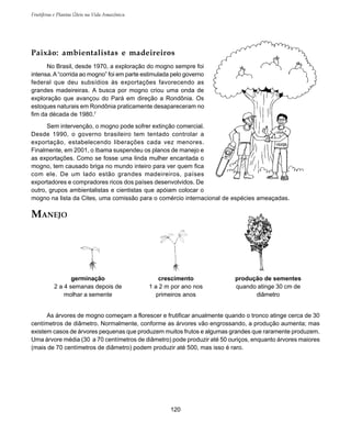 120
Frutíferas e Plantas Úteis na Vida Amazônica
Paixão: ambientalistas e madeireiros
No Brasil, desde 1970, a exploração do mogno sempre foi
intensa.A“corrida ao mogno” foi em parte estimulada pelo governo
federal que deu subsídios às exportações favorecendo as
grandes madeireiras. A busca por mogno criou uma onda de
exploração que avançou do Pará em direção a Rondônia. Os
estoques naturais em Rondônia praticamente desapareceram no
fim da década de 1980.7
Sem intervenção, o mogno pode sofrer extinção comercial.
Desde 1990, o governo brasileiro tem tentado controlar a
exportação, estabelecendo liberações cada vez menores.
Finalmente, em 2001, o Ibama suspendeu os planos de manejo e
as exportações. Como se fosse uma linda mulher encantada o
mogno, tem causado briga no mundo inteiro para ver quem fica
com ele. De um lado estão grandes madeireiros, países
exportadores e compradores ricos dos países desenvolvidos. De
outro, grupos ambientalistas e cientistas que apóiam colocar o
mogno na lista da Cites, uma comissão para o comércio internacional de espécies ameaçadas.
MANEJO
germinação
2 a 4 semanas depois de
molhar a semente
crescimento
1 a 2 m por ano nos
primeiros anos
produção de sementes
quando atinge 30 cm de
diâmetro
As árvores de mogno começam a florescer e frutificar anualmente quando o tronco atinge cerca de 30
centímetros de diâmetro. Normalmente, conforme as árvores vão engrossando, a produção aumenta; mas
existem casos de árvores pequenas que produzem muitos frutos e algumas grandes que raramente produzem.
Uma árvore média (30 a 70 centímetros de diâmetro) pode produzir até 50 ouriços, enquanto árvores maiores
(mais de 70 centímetros de diâmetro) podem produzir até 500, mas isso é raro.
 