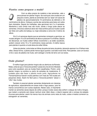 121
Mogno
Plantio: como preparar a muda?
Com os altos preços da madeira e das sementes, vale a
pena pensar em plantar mogno. Se você quer criar mudas em um
pequeno viveiro, plante as sementes sem as “asas” em sacos de
plástico de aproximadamente 10 centímetros de diâmetro e 30
centímetros de altura. Coloque a ponta das sementes para baixo em solos
bem drenados. Depois de molhadas, elas germinam em 2 a 4 semanas.
Mantenha o solo úmido mas não muito, senão o fungo pode atacar as
sementes. Uma boa cobertura deve dar meia sombra para as mudas e pode
ser feita com palha de babaçu ou inajá colocadas a cerca de 2 metros de
altura.
Em 2 a 4 semanas depois que as sementes começam a germinar, as
mudas atingem 15 a 25 centímetros de altura e possuem 4 a 8 folhas. Depois
de descansar, as mudas soltam folhas novamente e, se estão saudáveis,
podem crescer entre 10 a 15 centímetros nesse período. A melhor época
para plantar é quando a muda deixa de soltar folhas.
Antes de plantar, corte todas as folhas da parte de baixo da planta, deixando apenas 4 ou 5 folhas mais
altas. Dessa forma, a planta perde menos água quando o sol bate muito forte. Para plantar, cave um buraco
e tire o saco de plástico da muda, sem estragar o torrão de terra com as raízes.
Onde plantar?
O melhor lugar para plantar mogno são as aberturas da floresta.
Nelas, evita-se que a “broca-do-ponteiro” passe de uma árvore infectada
para outra saudável, pois as mudas ficam espalhadas. Porém, evite
plantar mogno na sombra ou perto de estradas de madeireiros. E
cuidado para não fazer o plantio muito junto. Agricultores na
Transamazônica fizeram muitos plantios com mais de 100 mudas em
pequenas áreas. Assim foi fácil para a “broca-do-ponteiro” atacar o
“olho” das mudas.
Também é possível plantar sementes diretamente em clareiras
de agricultura, especialmente em áreas onde o fogo passou, pois há
menos concorrência com outras espécies. Nesse caso, é importante
manter as sementes secas depois de colher, porque muitas vezes elas sofrem o ataque de mofo e fungos,
que matam a semente sem deixar nenhum sinal. Além disso, o ideal é esperar até o começo da estação
chuvosa para plantar; assim há menos risco de animais como ratos do mato, cutias e insetos comerem ou
estragarem as sementes.
 