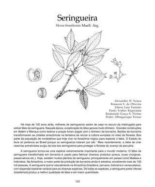 133
Seringueira
Seringueira
Hevea brasiliensis Muell. Arg.
Alexandre D. Souza
Renaxon S. de Oliveira
Edson Luiz Furtado
Paulo Yoshio Kageyama
Raimundo Graça S. Freitas
Pedro Albuquerque Ferraz
Há mais de 100 anos atrás, milhares de seringueiros saíam de casa no escuro da madrugada para
extrair látex da seringueira. Naquela época, a exploração do látex gerava muito dinheiro. Grandes construções
em Belém e Manaus como teatros e praças foram pagas com o dinheiro da borracha. Barões da borracha
transformaram as cidades amazônicas na tentativa de recriar a cultura européia no meio da floresta. Boa
parte da população de nordestinos que hoje vive na Amazônia migrou para explorar o látex. O Estado do
Acre só pertence ao Brasil porque os seringueiros lutaram por ele.1
Mais recentemente, a idéia de criar
reservas extrativistas surgiu da luta dos seringueiros para proteger a floresta do avanço da pecuária.
A seringueira tornou-se uma espécie extremamente importante para o mundo moderno. O látex da
seringueira transformado em borracha é usado para fabricar diversos produtos (pneus, luvas cirúrgicas,
preservativos etc.). Hoje, existem muitos plantios de seringueira, principalmente em países como Malásia e
Indonésia. Na Amazônia, a maior parte da produção de borracha ainda é extrativa, envolvendo mais de 100
mil pessoas. A seringueira ocorre naturalmente na Amazônia (brasileira, peruana, boliviana e venezuelana),
com dispersão bastante variável para as diversas espécies. De todas as espécies, a seringueira preta (Hevea
brasiliensis) produz a melhor qualidade de látex e em maior quantidade.
 