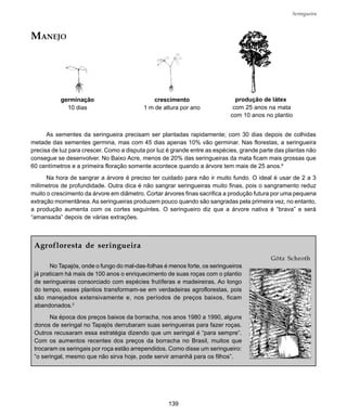 139
Seringueira
As sementes da seringueira precisam ser plantadas rapidamente; com 30 dias depois de colhidas
metade das sementes germina, mas com 45 dias apenas 10% vão germinar. Nas florestas, a seringueira
precisa de luz para crescer. Como a disputa por luz é grande entre as espécies, grande parte das plantas não
consegue se desenvolver. No Baixo Acre, menos de 20% das seringueiras da mata ficam mais grossas que
60 centímetros e a primeira floração somente acontece quando a árvore tem mais de 25 anos.6
Na hora de sangrar a árvore é preciso ter cuidado para não ir muito fundo. O ideal é usar de 2 a 3
milímetros de profundidade. Outra dica é não sangrar seringueiras muito finas, pois o sangramento reduz
muito o crescimento da árvore em diâmetro. Cortar árvores finas sacrifica a produção futura por uma pequena
extração momentânea.As seringueiras produzem pouco quando são sangradas pela primeira vez, no entanto,
a produção aumenta com os cortes seguintes. O seringueiro diz que a árvore nativa é “brava” e será
“amansada” depois de várias extrações.
Agrofloresta de seringueira
Götz Schroth
No Tapajós, onde o fungo do mal-das-folhas é menos forte, os seringueiros
já praticam há mais de 100 anos o enriquecimento de suas roças com o plantio
de seringueiras consorciado com espécies frutíferas e madeireiras. Ao longo
do tempo, esses plantios transformam-se em verdadeiras agroflorestas, pois
são manejados extensivamente e, nos períodos de preços baixos, ficam
abandonados.2
Na época dos preços baixos da borracha, nos anos 1980 a 1990, alguns
donos de seringal no Tapajós derrubaram suas seringueiras para fazer roças.
Outros recusaram essa estratégia dizendo que um seringal é “para sempre”.
Com os aumentos recentes dos preços da borracha no Brasil, muitos que
trocaram os seringais por roça estão arrependidos. Como disse um seringueiro:
“o seringal, mesmo que não sirva hoje, pode servir amanhã para os filhos”.
germinação
10 dias
crescimento
1 m de altura por ano
produção de látex
com 25 anos na mata
com 10 anos no plantio
MANEJO
 