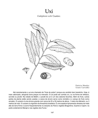 147
Uxi
Patricia Shanley
Urano Carvalho
Até recentemente o uxi era chamado de “fruta de pobre” porque era vendido bem baratinho. Hoje, é
mais valorizado, atingindo bons preços no mercado. O uxi pode ser comido cru, ou na forma de refresco,
sorvete ou picolé. Na cidade de Belém, o picolé de uxi é um dos sabores favoritos. Além do fruto, outras
partes da planta estão sendo usadas: a casca da árvore serve como remédio e o caroço do fruto como
amuleto. O uxizeiro é uma árvore grande com cerca de 25 a 30 metros de altura, 1 metro de diâmetro, ou 3
metros de rodo. O uxizeiro é originário da Amazônia brasileira. É uma espécie tipicamente silvestre da mata
alta de terra firme e ocorre freqüentemente no estuário do Pará e regiões Bragantina, Guamá e Capim; na
parte ocidental do Marajó e nas regiões dos Furos.1
Uxi
Endopleura uchi Cuatrec.
 