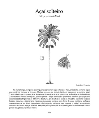 171
Açaí-solteiro
Evandro Ferreira
Há muito tempo, indígenas e seringueiros consomem açaí solteiro no Acre, entretanto, somente agora
seu comércio começa a crescer. Muitas pessoas da cidade também passaram a comprar açaí.
O açaí solteiro que ocorre no Acre é diferente da espécie de açaí que ocorre no Pará (açaí de touceiras).
O açaí solteiro, como o nome já diz, possui apenas 1 estipe (tronco) e é geralmente maior do que o açaizeiro
paraense (pode atingir mais de 23 metros de altura). Ele é nativo do oeste da Amazônia brasileira, típico de
florestas maduras, e ocorre tanto nas áreas inundadas como na terra firme. É pouco resistente ao fogo e
raramente ocorre em áreas desmatadas. Os frutos são utilizados para preparar o “vinho”, em processo
similar ao do “vinho” do açaí do Pará. A exploração do palmito de açaí solteiro já foi muito intensa e causou
grande redução da população nativa.
Açaí solteiro
Euterpe precatoria Mart.
 