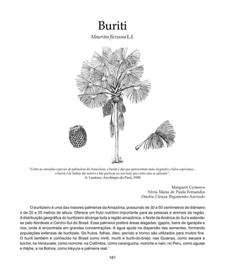 181
Buriti
Margaret Cymerys
Nivia Maria de Paula Fernandes
Onofra Cleuza Rigamonte-Azevedo
O buritizeiro é uma das maiores palmeiras da Amazônia, possuindo de 30 a 50 centímetros de diâmetro
e de 20 a 35 metros de altura. Oferece um fruto nutritivo importante para as pessoas e animais da região.
Adistribuição geográfica do buritizeiro abrange toda a região amazônica, o Norte da América do Sul e estende-
se pelo Nordeste e Centro-Sul do Brasil. Essa palmeira prefere áreas alagadas, igapós, beira de igarapés e
rios, onde é encontrada em grandes concentrações. A água ajuda na dispersão das sementes, formando
populações extensas de buritizais. Os frutos, folhas, óleo, pecíolo e tronco são utilizados para muitos fins.
O buriti também é conhecido no Brasil como miriti, muriti e buriti-do-brejo; nas Guianas, como awuara e
boche; na Venezuela, como moriche; na Colômbia, como carangucha, moriche e nain; no Peru, como aguaje
e iñéjhe; e na Bolívia, como kikyura e palmeira real.1
“Entre as variadas espécies de palmeiras da Amazônia, o buriti é das que apresentam mais elegantes e belos espécimes...
o buriti é de linhas tão nobres e tão poéticas no seu todo que entre elas se salienta”.
A. Lustoso, Arcebispo do Pará, 1930
Buriti
Mauritia flexuosa L.f.
 