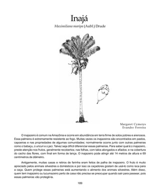 189
Inajá
Margaret Cymerys
Evandro Ferreira
O inajazeiro é comum na Amazônia e ocorre em abundância em terra firme de solos pobres e arenosos.
Essa palmeira é extremamente resistente ao fogo. Muitas vezes os inajazeiros são encontrados em pastos,
capoeiras e nas propriedades de algumas comunidades; normalmente ocorre junto com outras palmeiras
como o babaçu, o uricuri e o jaci. Talvez seja difícil diferenciar essas palmeiras. Para saber qual é o inajazeiro,
preste atenção nos frutos, geralmente recobertos; nas folhas, com talos alongados e afiados; e na cobertura
do cacho das flores, com final em forma de lança. O inajazeiro pode atingir até 14 metros de altura e 69
centímetros de diâmetro.
Antigamente, muitas casas e retiros de farinha eram feitos de palha de inajazeiro. O fruto é muito
apreciado pelos animais silvestres e domésticos e por isso os caçadores gostam de usá-lo como isca para
a caça. Quem protege essas palmeiras está aumentando o alimento dos animais silvestres. Além disso,
quem tem inajazeiro ou tucumazeiro perto de casa não precisa se preocupar quando sair para passear, pois
essas palmeiras vão protegê-la.
Inajá
Maximiliana maripa (Aubl.) Drude
 