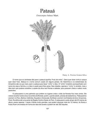 197
Patauá
Daisy A. Pereira Gomes-Silva
O nome que os cientistas dão para o patauá significa “fruto de vinho”. Oeno quer dizer vinho e carpus
quer dizer fruto. Bataua é o nome comum usado em alguns países. Os ribeirinhos e os extrativistas da
Amazônia são os que mais usam o patauá para fazer “vinho” e óleo. O “vinho” é bebido acompanhado com
carne de caça e farinha, e o óleo é usado para fritar peixe. Nas cidades, apenas o “vinho” é vendido, mas o
óleo bem que poderia substituir o azeite de oliva nas frituras e saladas, pois possuem cheiro e sabor muito
parecidos.
O patauazeiro é uma palmeira que prefere os lugares onde o chão da floresta fica mais úmido. Ele
cresce durante muitos anos na sombra da floresta, porém, quando adulto, precisa de bastante luz. Patauazeiros
ocorrem no Peru, Bolívia, Colômbia, Equador e Venezuela. No Brasil, ocorrem nos Estados doAcre,Amazonas,
Pará, Rondônia até uma parte da Região Centro-Oeste do País. O patauazeiro pode atingir até 25 metros de
altura, possui apenas 1 caule e folhas muito grandes, que podem alcançar mais de 10 metros. As flores e
frutos ficam arrumados em forma de rabo-de-cavalo e podem ter até 350 ráquilas.
Patauá
Oenocarpus bataua Mart.
 