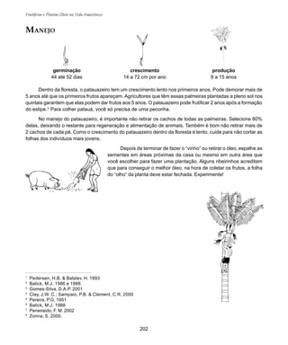 Frutíferas e Plantas Úteis na Vida Amazônica
202
1
Pedersen, H.B. & Balslev, H. 1993
2
Balick, M.J. 1986 e 1988.
3
Gomes-Silva, D.A.P. 2001
4
Clay, J.W. C.; Sampaio, P.B. & Clement, C.R. 2000
5
Pereira, P.G. 1951
6
Balick, M.J. 1988
7
Peneireido, F. M. 2002
8
Zonna, S. 2000.
Dentro da floresta, o patauazeiro tem um crescimento lento nos primeiros anos. Pode demorar mais de
5 anos até que os primeiros frutos apareçam. Agricultores que têm essas palmeiras plantadas a pleno sol nos
quintais garantem que elas podem dar frutos aos 5 anos. O patauazeiro pode frutificar 2 anos após a formação
do estipe.3
Para colher patauá, você só precisa de uma peconha.
No manejo do patauazeiro, é importante não retirar os cachos de todas as palmeiras. Selecione 80%
delas, deixando o restante para regeneração e alimentação de animais. Também é bom não retirar mais de
2 cachos de cada pé. Como o crescimento do patauazeiro dentro da floresta é lento, cuide para não cortar as
folhas dos indivíduos mais jovens.
Depois de terminar de fazer o “vinho” ou retirar o óleo, espalhe as
sementes em áreas próximas da casa ou mesmo em outra área que
você escolher para fazer uma plantação. Alguns ribeirinhos acreditam
que para conseguir o melhor óleo, na hora de coletar os frutos, a folha
do “olho” da planta deve estar fechada. Experimente!
germinação
44 até 52 dias
crescimento
14 a 72 cm por ano
produção
8 a 15 anos
MANEJO
 