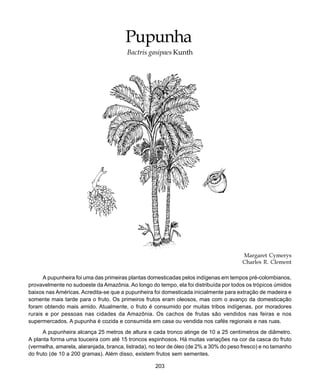 203
Pupunha
Pupunha
Bactris gasipaes Kunth
Margaret Cymerys
Charles R. Clement
A pupunheira foi uma das primeiras plantas domesticadas pelos indígenas em tempos pré-colombianos,
provavelmente no sudoeste da Amazônia. Ao longo do tempo, ela foi distribuída por todos os trópicos úmidos
baixos nas Américas. Acredita-se que a pupunheira foi domesticada inicialmente para extração de madeira e
somente mais tarde para o fruto. Os primeiros frutos eram oleosos, mas com o avanço da domesticação
foram obtendo mais amido. Atualmente, o fruto é consumido por muitas tribos indígenas, por moradores
rurais e por pessoas nas cidades da Amazônia. Os cachos de frutas são vendidos nas feiras e nos
supermercados. A pupunha é cozida e consumida em casa ou vendida nos cafés regionais e nas ruas.
A pupunheira alcança 25 metros de altura e cada tronco atinge de 10 a 25 centímetros de diâmetro.
A planta forma uma touceira com até 15 troncos espinhosos. Há muitas variações na cor da casca do fruto
(vermelha, amarela, alaranjada, branca, listrada), no teor de óleo (de 2% a 30% do peso fresco) e no tamanho
do fruto (de 10 a 200 gramas). Além disso, existem frutos sem sementes.
 
