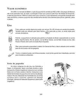 205
Pupunha
VALOR ECONÔMICO
Em 2004, no mercado de Belém, o quilo da pupunha foi vendido por R$ 2 a R$ 4. Os preços de Manaus
são muito parecidos mas, às vezes, a produção é maior que a procura pelo fruto. No Estado do Amazonas,
a safra da pupunha em 1999 foi 2 vezes maior que o consumo, o que representou uma grande produção sem
valor econômico, embora a pupunha não vendida tenha servido como alimento para porcos, galinhas, patos
e peixes.
USO
Fruto: pode ser comido depois de cozido com sal por 30 a 60 minutos em panela de pressão.
Também pode ser utilizado para fazer farinha para pão ou bolo, ou ainda ração para
animais domésticos.
Palmito: a pupunheira é cultivada para palmito no Sudeste do Brasil, especialmente no sul da
Bahia, Espírito Santo, Rio de Janeiro, sul de Minas Gerais, sul de Mato Grosso do Sul, São
Paulo e Paraná, bem como na Costa Rica e Equador.
Óleo: para cozimento e para alisar o cabelo. Em Oeiras-do-Pará, o óleo é utilizado como remédio
para dor de ouvido e dor de garganta.
Tronco: a madeira é preta, com linhas amarelas, muito bonita quando bem trabalhada, servindo
para movelaria e artesanato.
Festa da pupunha
As tribos indígenas do alto dos rios Solimões e
Negro, no Amazonas, fazem uma festa durante a safra
da pupunha.Afesta é regada por caissuma e por comidas
feitas com os frutos cozidos e farinha. Caissuma é uma
bebida fermentada de pupunha e tem aroma de pêssego
maduro. Por isso,Alexander Von Humboldt criou os nomes
europeus para a pupunha: palmeira de pêssego
(Portugal), palmera de melacotón (Espanha) e peach palm
(Inglaterra).
 