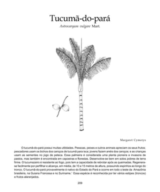 209
Tucumã-do-pará
Tucumã-do-pará
Astrocaryum vulgare Mart.
Margaret Cymerys
O tucumã-do-pará possui muitas utilidades. Pessoas, peixes e outros animais apreciam os seus frutos;
pescadores usam os bichos dos caroços de tucumã para isca; jovens fazem anéis dos caroços; e as crianças
usam as sementes no jogo de peteca. Essa palmeira é considerada uma planta pioneira e invasora de
pastos, mas também é encontrada em capoeiras e florestas. Desenvolve-se bem em solos pobres de terra
firme. O tucumazeiro é resistente ao fogo, pois tem a capacidade de rebrotar após as queimadas. Regenera-
se facilmente por perfilhar e alcança, em média, de 10 a 15 metros de altura, possuindo espinhos ao longo do
tronco. O tucumã-do-pará provavelmente é nativo do Estado do Pará e ocorre em todo o leste da Amazônia
brasileira, na Guiana Francesa e no Suriname.1
Essa espécie é reconhecida por ter vários estipes (troncos)
e frutos alaranjados.
 