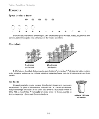 Frutíferas e Plantas Úteis na Vida Amazônica
210
ECOLOGIA
Época de flor e fruto
O tucuma-do-pará floresce entre março e julho e frutifica na época chuvosa, ou seja, de janeiro a abril.
Contudo, se bem manejada, essa palmeira pode dar frutos o ano inteiro.
J F M A M J J A S O N D
Densidade
25 palmeiras
por alqueire
5 palmeiras
por hectare
É difícil saber a densidade do tucumazeiro, pois ele ocorre “em manchas”. Pode-se andar vários hectares
e não encontrar nenhum pé, ou pode-se encontrar concentrações de mais de 50 palmeiras em um único
hectare.
Produção
Uma palmeira típica produz cerca de 50 quilos de frutos por ano, mesmo em
solos pobres. Em geral, os tucumazeiros produzem de 2 a 3 cachos anualmente,
mas podem chegar a mais de 5. Cada cacho pesa entre 10 a 30 quilos e contém de
200 a 400 ou mais frutos. A frutificação tem início entre 4 e 8 anos, quando as
árvores medem de 1,5 metro até 5 metros de altura.
média de 750 frutos
por palmeira
 