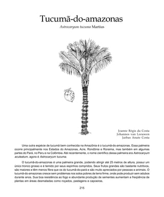 215
Tucumã-do-amazonas
Tucumã-do-amazonas
Astrocaryum tucuma Martius
Joanne Régis da Costa
Johannes van Leeuwen
Jarbas Anute Costa
Uma outra espécie de tucumã bem conhecida na Amazônia é o tucumã-do-amazonas. Essa palmeira
ocorre principalmente nos Estados do Amazonas, Acre, Rondônia e Roraima, mas também em algumas
partes do Pará, no Peru e na Colômbia. Até recentemente, o nome científico dessa palmeira era Astrocaryum
aculeatum, agora é Astrocaryum tucuma.
O tucumã-do-amazonas é uma palmeira grande, podendo atingir até 25 metros de altura, possui um
único tronco grosso e é temido por seus espinhos compridos. Seus frutos grandes são bastante nutritivos,
são maiores e têm menos fibra que os do tucumã-do-pará e são muito apreciados por pessoas e animais. O
tucumã-do-amazonas cresce sem problemas nos solos pobres de terra firme, onde pode produzir sem adubos
durante anos. Sua boa resistência ao fogo e abundante produção de sementes aumentam a freqüência de
plantas em áreas desmatadas como roçados, pastagens e capoeiras.
 