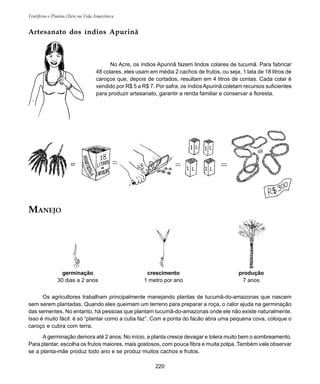 Frutíferas e Plantas Úteis na Vida Amazônica
220
Os agricultores trabalham principalmente manejando plantas de tucumã-do-amazonas que nascem
sem serem plantadas. Quando eles queimam um terreno para preparar a roça, o calor ajuda na germinação
das sementes. No entanto, há pessoas que plantam tucumã-do-amazonas onde ele não existe naturalmente.
Isso é muito fácil: é só “plantar como a cutia faz”. Com a ponta do facão abra uma pequena cova, coloque o
caroço e cubra com terra.
A germinação demora até 2 anos. No início, a planta cresce devagar e tolera muito bem o sombreamento.
Para plantar, escolha os frutos maiores, mais gostosos, com pouca fibra e muita polpa. Também vale observar
se a planta-mãe produz todo ano e se produz muitos cachos e frutos.
germinação
30 dias a 2 anos
crescimento
1 metro por ano
produção
7 anos
Artesanato dos índios Apurinã
No Acre, os índios Apurinã fazem lindos colares de tucumã. Para fabricar
48 colares, eles usam em média 2 cachos de frutos, ou seja, 1 lata de 18 litros de
caroços que, depois de cortados, resultam em 4 litros de contas. Cada colar é
vendido por R$ 5 a R$ 7. Por safra, os índios Apurinã coletam recursos suficientes
para produzir artesanato, garantir a renda familiar e conservar a floresta.
MANEJO
 