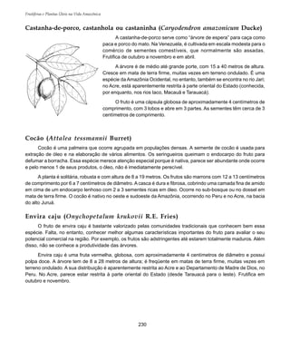 Frutíferas e Plantas Úteis na Vida Amazônica
230
Castanha-de-porco, castanhola ou castaninha (Caryodendron amazonicum Ducke)
A castanha-de-porco serve como “árvore de espera” para caça como
paca e porco do mato. Na Venezuela, é cultivada em escala modesta para o
comércio de sementes comestíveis, que normalmente são assadas.
Frutifica de outubro a novembro e em abril.
A árvore é de médio até grande porte, com 15 a 40 metros de altura.
Cresce em mata de terra firme, muitas vezes em terreno ondulado. É uma
espécie da Amazônia Ocidental, no entanto, também se encontra no rio Jari;
no Acre, está aparentemente restrita à parte oriental do Estado (conhecida,
por enquanto, nos rios Iaco, Macauã e Tarauacá).
O fruto é uma cápsula globosa de aproximadamente 4 centímetros de
comprimento, com 3 lobos e abre em 3 partes. As sementes têm cerca de 3
centímetros de comprimento.
Cocão (Attalea tessmannii Burret)
Cocão é uma palmeira que ocorre agrupada em populações densas. A semente de cocão é usada para
extração de óleo e na elaboração de vários alimentos. Os seringueiros queimam o endocarpo do fruto para
defumar a borracha. Essa espécie merece atenção especial porque é nativa, parece ser abundante onde ocorre
e pelo menos 1 de seus produtos, o óleo, não é imediatamente perecível.
A planta é solitária, robusta e com altura de 8 a 19 metros. Os frutos são marrons com 12 a 13 centímetros
de comprimento por 6 a 7 centímetros de diâmetro. A casca é dura e fibrosa, cobrindo uma camada fina de amido
em cima de um endocarpo lenhoso com 2 a 3 sementes ricas em óleo. Ocorre no sub-bosque ou no dossel em
mata de terra firme. O cocão é nativo no oeste e sudoeste da Amazônia, ocorrendo no Peru e no Acre, na bacia
do alto Juruá.
Envira caju (Onychopetalum krukovii R.E. Fries)
O fruto de envira caju é bastante valorizado pelas comunidades tradicionais que conhecem bem essa
espécie. Falta, no entanto, conhecer melhor algumas características importantes do fruto para avaliar o seu
potencial comercial na região. Por exemplo, os frutos são adstringentes até estarem totalmente maduros. Além
disso, não se conhece a produtividade das árvores.
Envira caju é uma fruta vermelha, globosa, com aproximadamente 4 centímetros de diâmetro e possui
polpa doce. A árvore tem de 8 a 28 metros de altura; é freqüente em matas de terra firme, muitas vezes em
terreno ondulado. A sua distribuição é aparentemente restrita ao Acre e ao Departamento de Madre de Dios, no
Peru. No Acre, parece estar restrita à parte oriental do Estado (desde Tarauacá para o leste). Frutifica em
outubro e novembro.
 