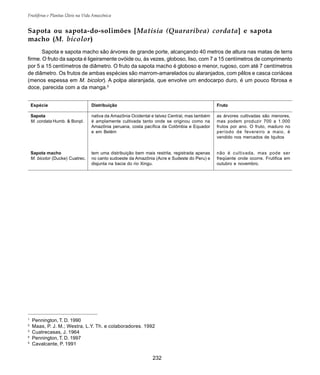 Frutíferas e Plantas Úteis na Vida Amazônica
232
Sapota ou sapota-do-solimões [Matisia (Quararibea) cordata] e sapota
macho (M. bicolor)
Sapota e sapota macho são árvores de grande porte, alcançando 40 metros de altura nas matas de terra
firme. O fruto da sapota é ligeiramente ovóide ou, às vezes, globoso, liso, com 7 a 15 centímetros de comprimento
por 5 a 15 centímetros de diâmetro. O fruto da sapota macho é globoso e menor, rugoso, com até 7 centímetros
de diâmetro. Os frutos de ambas espécies são marrom-amarelados ou alaranjados, com pêlos e casca coriácea
(menos espessa em M. bicolor). A polpa alaranjada, que envolve um endocarpo duro, é um pouco fibrosa e
doce, parecida com a da manga.5
1
Pennington, T. D. 1990
2
Maas, P. J. M.; Westra, L.Y. Th. e colaboradores. 1992
3
Cuatrecasas, J. 1964
4
Pennington, T. D. 1997
5
Cavalcante, P. 1991
Espécie
Sapota
M. cordata Humb. & Bonpl.
Sapota macho
M. bicolor (Ducke) Cuatrec.
Distribuição
nativa da Amazônia Ocidental e talvez Central, mas também
é amplamente cultivada tanto onde se originou como na
Amazônia peruana, costa pacífica da Colômbia e Equador
e em Belém
tem uma distribuição bem mais restrita, registrada apenas
no canto sudoeste da Amazônia (Acre e Sudeste do Peru) e
disjunta na bacia do rio Xingu.
Fruto
as árvores cultivadas são menores,
mas podem produzir 700 a 1.000
frutos por ano. O fruto, maduro no
período de fevereiro a maio, é
vendido nos mercados de Iquitos
não é cultivada, mas pode ser
freqüente onde ocorre. Frutifica em
outubro e novembro.
 