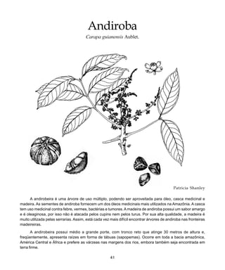 41
Andiroba
Patricia Shanley
A andirobeira é uma árvore de uso múltiplo, podendo ser aproveitada para óleo, casca medicinal e
madeira. As sementes de andiroba fornecem um dos óleos medicinais mais utilizados na Amazônia. A casca
tem uso medicinal contra febre, vermes, bactérias e tumores. A madeira de andiroba possui um sabor amargo
e é oleaginosa, por isso não é atacada pelos cupins nem pelos turus. Por sua alta qualidade, a madeira é
muito utilizada pelas serrarias. Assim, está cada vez mais difícil encontrar árvores de andiroba nas fronteiras
madeireiras.
A andirobeira possui médio a grande porte, com tronco reto que atinge 30 metros de altura e,
freqüentemente, apresenta raízes em forma de tábuas (sapopemas). Ocorre em toda a bacia amazônica,
América Central e África e prefere as várzeas nas margens dos rios, embora também seja encontrada em
terra firme.
Andiroba
Carapa guianensis Aublet.
 