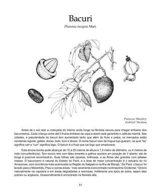 51
Bacuri
Bacuri
Platonia insignis Mart.
Patricia Shanley
Gabriel Medina
Antes de o sol raiar a criançada do interior anda longe na floresta escura para chegar embaixo dos
bacurizeiros. Cada criança come até 5 frutos embaixo da copa e assim está garantido o café-da-manhã. Nas
cidades, a popularidade do bacuri tem aumentado tanto que além do fruto e polpa, os mercados estão
vendendo iogurte, geléia, doces, bolo, licor e doces. O nome bacuri vem da língua tupi-guarani, na qual “ba”
significa cair e “curi” significa logo. O bacuri é a fruta que cai logo que amadurece.
Esta árvore bonita pode alcançar de 15 a 25 metros de altura e 1,5 metro de diâmetro, ou 4 metros de
rodo (circunferência). Tem tronco reto com látex amarelo e galhos opostos em posição de V aberto; até de
longe é possível reconhecê-lo. Suas folhas são opostas, brilhosas, e as flores são grandes com pétalas
róseas. O bacurizeiro é natural do Estado do Pará, e a área de maior concentração é o estuário do rio
Amazonas, com ocorrência mais acentuada na Região do Salgado e na ilha de Marajó.1
Do Pará, o bacuri foi
levado para o Maranhão, Piauí e outras áreas,1
mas raramente é encontrado naAmazônia Ocidental.2
Ocorre
naturalmente na capoeira e em áreas degradadas e arenosas, indiferente aos tipos de solos, sejam eles
pobres ou argilosos. Ocasionalmente é encontrado na floresta alta.
 