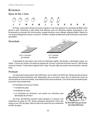 Frutíferas e Plantas Úteis na Vida Amazônica
52
ECOLOGIA
Época de flor e fruto
No Pará, o bacurizeiro floresce de junho a agosto e o seu fruto aparece nos mercados de Belém entre
janeiro e abril. Felizmente a safra desta fruta deliciosa varia em diferentes regiões, prolongando o seu
fornecimento no mercado. No início da safra, a região das ilhas, como o Marajó, abastece Belém. Depois é a
vez da Zona Bragantina fornecer os bacuris. Também o Estado do Maranhão está fornecendo muito bacuri
para Belém.
A densidade do bacurizeiro varia muito em diferentes regiões. Na floresta, a densidade é baixa, em
média, 1 árvore por hectare. Em áreas de capoeira de 10 anos, é possível encontrar mais de 1.800 árvores
novas por hectare.3
O bacurizeiro agüenta bem o fogo. Há quem diga que quanto mais ele queima, mais ele
brota.
De 100 a 800 frutos por árvore
(em média 400 frutos)
Produção
Um bacurizeiro pode produzir até 2.000 frutos, mas a média é de 400 frutos. Muitas árvores de bacuri
não produzem frutos anualmente, pois “descansam” de um ano para o outro. Em um estudo de 5 anos, de
uma amostra de 16 árvores adultas, uma média de 55% foram produtivas.4
Com 50 árvores por hectare pode-
se produzir aproximadamente:
9,5 toneladas de frutos por hectare
= 1 tonelada de polpa
= 6 toneladas de casca
= 2,5 toneladas de sementes, que podem ser utilizadas para
alimentação de animais.5
Os frutos normalmente possuem casca espessa e 2 caroços, com
rendimento de polpa de 10%. Novas pesquisas descobriram frutos sem
caroço e com 18% de polpa,6
além do bacuri de casca fina com rendimento
de 28% de polpa.7
J F M A M J J A S O N D
Densidade
0,5 a 1,5 árvore
por hectare
2 a 7 árvores
por alqueire
 