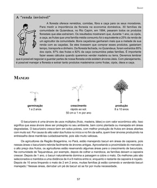57
Bacuri
A “renda invisível”
A floresta oferece remédios, comidas, fibra e caça para os seus moradores.
Para medir a importância da floresta na economia doméstica, 30 famílias da
comunidade de Quiandeua, no Rio Capim, em 1994, pesaram todos os produtos
florestais que elas extraíram. Os resultados mostraram que, durante 1 ano, os cipós,
a caça, as frutas que uma família média consumiu foi o equivalente a 25% da renda de
um agricultor da comunidade. Bons caçadores ganharam mais que a metade de sua
renda com as caçadas. Se eles tivessem que comprar esses produtos, gastariam
tempo, transporte e dinheiro. Da floresta fechada, no Quiandeua, foram extraídos 85%
dos cipós, 87% das frutas e 82% da caça consumidos pelas famílias. É importante
fazer esses cálculos quando queremos vender madeira ou terra. Devemos lembrar
que é possível negociar e guardar partes de nossa floresta onde existem árvores úteis. Com planejamento,
é possível manejar a floresta e extrair tanto produtos madeireiros como frutas, cipós, óleos e caça.
germinação
1 a 2 anos
crescimento
rápido ao sol:
50 cm a 1 m por ano
produção
8 a 10 anos
MANEJO
O bacurizeiro é uma árvore de usos múltiplos (fruto, madeira, látex) e com valor econômico alto. Isso
significa que essa árvore deve ser protegida no seu ambiente, bem como plantada ou manejada em áreas
degradadas. O bacurizeiro cresce bem em solos pobres, com melhor produção de frutos em áreas abertas
com muito sol. Por causa do alto valor dos frutos no início e no fim da safra, quem tiver árvores produzindo na
entressafra deve mantê-las cuidadosamente, pois são muito valiosas.
Os agricultores da Região Bragantina, no Pará, estão manejando bacuri em áreas de capoeira, pois
nessas áreas o bacurizeiro rebrota facilmente de árvores antigas. Aproveitando a proximidade do mercado e
o alto preço dos frutos, os agricultores estão reservando algumas áreas para o crescimento de bacurizais.
Na comunidade de Taquandeua, por exemplo, depois de colher a mandioca, as famílias deixam a capoeira
crescer. Depois de 1 ano, o bacuri naturalmente domina a paisagem e cobre o mato. Os melhores pés são
selecionados e mantidos a uma distância de 4 a 8 metros entre si, enquanto o restante da capoeira é roçado.
Depois de 10 anos limpando o mato de 2 em 2 anos, muitas famílias já estão comendo e vendendo bacuri
manejado.3
Nessas áreas, derrubar um pé de bacuri só se for por muita necessidade.
 