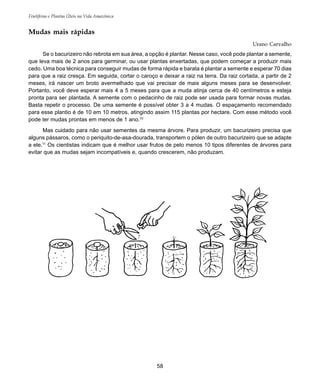 Frutíferas e Plantas Úteis na Vida Amazônica
58
Mudas mais rápidas
Urano Carvalho
Se o bacurizeiro não rebrota em sua área, a opção é plantar. Nesse caso, você pode plantar a semente,
que leva mais de 2 anos para germinar, ou usar plantas enxertadas, que podem começar a produzir mais
cedo. Uma boa técnica para conseguir mudas de forma rápida e barata é plantar a semente e esperar 70 dias
para que a raiz cresça. Em seguida, cortar o caroço e deixar a raiz na terra. Da raiz cortada, a partir de 2
meses, irá nascer um broto avermelhado que vai precisar de mais alguns meses para se desenvolver.
Portanto, você deve esperar mais 4 a 5 meses para que a muda atinja cerca de 40 centímetros e esteja
pronta para ser plantada. A semente com o pedacinho de raiz pode ser usada para formar novas mudas.
Basta repetir o processo. De uma semente é possível obter 3 a 4 mudas. O espaçamento recomendado
para esse plantio é de 10 em 10 metros, atingindo assim 115 plantas por hectare. Com esse método você
pode ter mudas prontas em menos de 1 ano.10
Mas cuidado para não usar sementes da mesma árvore. Para produzir, um bacurizeiro precisa que
alguns pássaros, como o periquito-de-asa-dourada, transportem o pólen de outro bacurizeiro que se adapte
a ele.11
Os cientistas indicam que é melhor usar frutos de pelo menos 10 tipos diferentes de árvores para
evitar que as mudas sejam incompatíveis e, quando crescerem, não produzam.
 