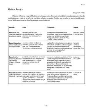 59
Bacuri
Outros bacuris
Douglas C. Daly
O bacuri (Platonia insignis Mart.) tem muitos parentes. Normalmente são árvores baixas ou médias do
sub-bosque em mata de terra firme, com látex e frutos amarelos. A polpa que envolve as sementes é branca,
doce, ácida e refrescante. Conheça os parentes do bacuri:
Espécie
Bacuripari liso
(Garcinia (Rheedia)
brasiliensis Mart.)
Bacuri, bacuripari
(Garcinia (Rheedia)
macrophylla Mart.)
Bacuri mirim
(Garcinia (Rheedia)
gardneriana
(Planch. & Triana)
Zappi)
Bacuri de espinho
(Garcinia madruno
(Kunth) B. Hammel)
Fruto
amarelo, globoso, com
aproximadamente 3 a 4 cm de
diâmetro, liso, contendo 1 a 3
sementes.
amarelo, ovóide, 6 a 8 cm de
diâmetro, com um bico curto no
final, liso, com 4 sementes.
Vendido em muitos mercados.
pendente, amarelo, mais ou menos
ovóide com um bico alongado no
final, de apenas 3 a 4 cm de
comprimento total, com 2
sementes.
amarelo, globoso ou elíptico-
ovóide, com 5 a 6 cm de diâmetro,
áspero porque é coberto de rugas
agudas, contém 1 a 3 sementes.
Vendido nas ruas de Santa Cruz de
la Sierra, na Bolívia.
Ocorrência
ocorre principalmente em áreas
inundáveis, mais comum na Amazônia
central mas também chegando ao
Paraguai, Bolívia, sudeste do Peru,
Guianas e Mata Atlântica.
espécie flexível ecologicamente, ocorre
em mata de terra firme, várzea, igapó e
capoeira. Provavelmente nativa da
Amazônia, mas com distribuição ampla
no norte da América do Sul.
Amplamente cultivada.
ocorre em matas abertas de terra firme.
Distribuída principalmente no leste do
Brasil, estendendo-se ao sul do Pará,
Minas Gerais, Mato Grosso e Bolívia
(Santa Cruz). O sabor é bastante
apreciado, mas devido ao seu tamanho,
a espécie é considerada um “mata-
fome”.
ocorre no sub-bosque da mata de terra
firme. Amplamente distribuída na
Amazônia. Ocorre também na América
Central, no oeste da Venezuela (Barinas
e Táchira), na costa pacífica da
Colômbia e Equador.
Árvore
pequena, com 5
a 8 m de altura
tamanho
variável,
geralmente
entre 12 e 15 m
pequena,
de 5 a 8 m
8 a 15 m de
altura
 