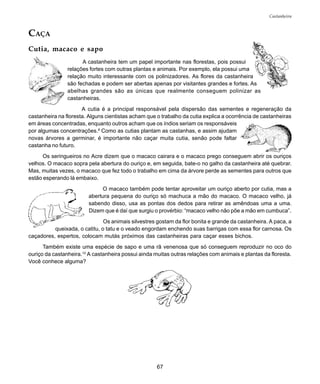 67
Castanheira
CAÇA
Cutia, macaco e sapo
A castanheira tem um papel importante nas florestas, pois possui
relações fortes com outras plantas e animais. Por exemplo, ela possui uma
relação muito interessante com os polinizadores. As flores da castanheira
são fechadas e podem ser abertas apenas por visitantes grandes e fortes. As
abelhas grandes são as únicas que realmente conseguem polinizar as
castanheiras.
A cutia é a principal responsável pela dispersão das sementes e regeneração da
castanheira na floresta. Alguns cientistas acham que o trabalho da cutia explica a ocorrência de castanheiras
em áreas concentradas, enquanto outros acham que os índios seriam os responsáveis
por algumas concentrações.8
Como as cutias plantam as castanhas, e assim ajudam
novas árvores a germinar, é importante não caçar muita cutia, senão pode faltar
castanha no futuro.
Os seringueiros no Acre dizem que o macaco cairara e o macaco prego conseguem abrir os ouriços
velhos. O macaco sopra pela abertura do ouriço e, em seguida, bate-o no galho da castanheira até quebrar.
Mas, muitas vezes, o macaco que fez todo o trabalho em cima da árvore perde as sementes para outros que
estão esperando lá embaixo.
O macaco também pode tentar aproveitar um ouriço aberto por cutia, mas a
abertura pequena do ouriço só machuca a mão do macaco. O macaco velho, já
sabendo disso, usa as pontas dos dedos para retirar as amêndoas uma a uma.
Dizem que é daí que surgiu o provérbio: “macaco velho não põe a mão em cumbuca”.
Os animais silvestres gostam da flor bonita e grande da castanheira. A paca, a
queixada, o catitu, o tatu e o veado engordam enchendo suas barrigas com essa flor carnosa. Os
caçadores, espertos, colocam mutás próximos das castanheiras para caçar esses bichos.
Também existe uma espécie de sapo e uma rã venenosa que só conseguem reproduzir no oco do
ouriço da castanheira.10
A castanheira possui ainda muitas outras relações com animais e plantas da floresta.
Você conhece alguma?
 