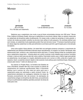 68
Frutíferas e Plantas Úteis na Vida Amazônica
Sabemos que a castanheira vive muito e que já foram encontradas árvores com 500 anos.11
Murça
Pires, botânico do Museu Goeldi, dizia que a castanheira é uma árvore milenar. Mas um estudo mostra que
os castanhais da Amazônia estão envelhecendo. Em áreas onde a coleta de sementes é muito grande, o
número de mudas que podem substituir as árvores mais velhas é muito pequeno. Os cientistas alertam que
sem manejo, os castanhais muito explorados podem ficar sem árvores novas.12
É sempre importante pensar
em deixar algumas castanhas no chão para alimentar os animais e permitir a germinação para a manutenção
da espécie.
Uma outra opção é fazer plantios. Um teste feito nos seringais acreanos comparou o crescimento de
castanheiras nas clareiras da floresta (onde ela nasce naturalmente), no roçado e no campo. Na floresta, elas
sobreviveram bem, embora o seu crescimento tenha sido lento. O campo oferece todas as condições para
que a castanheira cresça bem, inclusive pleno sol, porém é preciso muito trabalho para construir cercados
e limpar o mato ao redor para que ele não cubra a planta. Esse teste mostrou que o melhor lugar para plantar
as castanheiras, nos seringais, é o roçado, plantando-as junto com o arroz e o milho, antes de o roçado virar
capoeira. Assim, as plantas crescem rápido e não é preciso muito esforço para mantê-las limpas. Elas podem
crescer pelo menos 1 metro em altura por ano.
Os colonos no Projeto Reca, na fronteira dos Estados do
Acre e Rondônia, também têm tido muito sucesso no plantio de
castanheiras em sistemas agroflorestais. Mas é importante
lembrar que é preciso ter uma mata por perto para que a
castanheira possa ser polinizada e assim produzir frutos. As
castanheiras plantadas em pastagens distantes de áreas de
florestas provavelmente não vão produzir. As plantações de
castanheiras antigas na Amazônia não dão frutos, provavelmente
porque os polinizadores (abelhas grandes) precisam de áreas de
mata para viver.
MANEJO
crescimento
1 cm de diâmetro por ano
produção
5 a 12 anos
germinação
60 a 275 dias
14 a 100 dias com tratamento
 