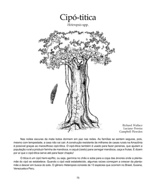 75
Cipó-titica
Cipó-titica
Heteropsis spp.
Richard Wallace
Luciano Pereira
Campbell Plowden
Nas noites escuras da mata todos dormem em paz nas redes. As famílias se sentem seguras, pois,
mesmo com tempestade, a casa não vai cair. A construção resistente de milhares de casas rurais na Amazônia
é possível graças ao maravilhoso cipó-titica. O cipó-titica também é usado para fazer peneiras, que ajudam a
população rural a produzir farinha de mandioca, e caçuá (cesto) para carregar mandioca, caça e frutas. E dizem
por aí que o cipó-titica serve até para fazer chapéu!
O titica é um cipó hemi-epífito, ou seja, germina no chão e sobe para a copa das árvores onde a planta-
mãe do cipó se estabelece. Quando o cipó está estabelecido, algumas raízes começam a crescer da planta-
mãe e descer em busca do solo. O gênero Heteropsis consiste de 13 espécies que ocorrem no Brasil, Guiana,
Venezuela e Peru.
 