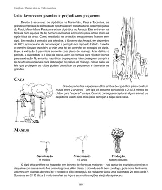80
Frutíferas e Plantas Úteis na Vida Amazônica
Leis: favorecem grandes e prejudicam pequenos
Devido à escassez de cipó-titica no Maranhão, Pará e Tocantins, as
grandes empresas de extração de cipó trouxeram trabalhadores desempregados
do Piauí, Maranhão e Pará para extrair cipó-titica no Amapá. Eles entravam na
floresta com equipes de 60 homens montados em burros para extrair todos os
cipós-titica da área. Como resultado, os artesãos amapaenses ficaram sem
cipó. Em reação à pressão dos artesãos, o Governo do Amapá, em dezembro
de 2001, aprovou a lei de conservação e proteção aos cipós do Estado. Esse foi
o primeiro Estado brasileiro a criar uma lei de controle de extração de cipós.
Hoje, a extração é permitida somente com plano de manejo. A lei definiu o
período, a quantidade e o local da coleta, além de normas para receber licença
para a extração. No entanto, na prática, os pequenos não conseguem cumprir a
lei devido a burocracias para elaboração de planos de manejo. Nesse caso, as
leis que protegem os cipós podem prejudicar os pequenos e favorecer os
grandes.
CAÇA
Grande parte dos caçadores utiliza a fibra de cipó-titica para construir
mutás entre 2 árvores - um tipo de andaime construído a 2 ou 3 metros do
chão - para “esperar” a caça. Quando conseguem capturar algum animal, os
caçadores usam cipó-titica para carregar a caça para casa.
O cipó-titica prefere se hospedar em árvores de florestas maduras – não gosta de espécies pioneiras e
daquelas com casca muito fina ou muito grossa.Além disso, o cipó não se dá bem com fogo, pois morre facilmente.
Adivinha em quantas árvores de 1 hectare o cipó conseguiu se recuperar após uma queimada 20 anos atrás?
Somente em 2!2
O titica é muito sensível ao fogo e em muitas regiões ele já desapareceu.
Crescimento
10 anos
Produção
faltam estudos
Germinação
9 meses
MANEJO
 