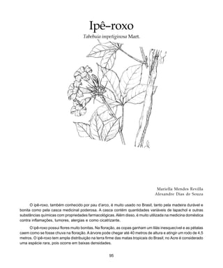 95
Ipê-roxo
Mariella Mendes Revilla
Alexandre Dias de Souza
O ipê-roxo, também conhecido por pau d’arco, é muito usado no Brasil, tanto pela madeira durável e
bonita como pela casca medicinal poderosa. A casca contém quantidades variáveis de lapachol e outras
substâncias químicas com propriedades farmacológicas. Além disso, é muito utilizada na medicina doméstica
contra inflamações, tumores, alergias e como cicatrizante.
O ipê-roxo possui flores muito bonitas. Na floração, as copas ganham um lilás inesquecível e as pétalas
caem como se fosse chuva na floração. A árvore pode chegar até 40 metros de altura e atingir um rodo de 4,5
metros. O ipê-roxo tem ampla distribuição na terra firme das matas tropicais do Brasil; no Acre é considerado
uma espécie rara, pois ocorre em baixas densidades.
Ipê–roxo
Tabebuia impetiginosa Mart.
 