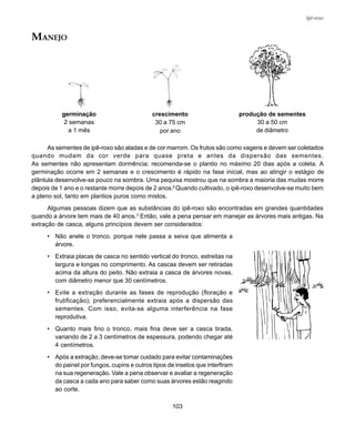 103
Ipê-roxo
As sementes de ipê-roxo são aladas e de cor marrom. Os frutos são como vagens e devem ser coletados
quando mudam da cor verde para quase preta e antes da dispersão das sementes.
As sementes não apresentam dormência; recomenda-se o plantio no máximo 20 dias após a coleta. A
germinação ocorre em 2 semanas e o crescimento é rápido na fase inicial, mas ao atingir o estágio de
plântula desenvolve-se pouco na sombra. Uma pequisa mostrou que na sombra a maioria das mudas morre
depois de 1 ano e o restante morre depois de 2 anos.8
Quando cultivado, o ipê-roxo desenvolve-se muito bem
a pleno sol, tanto em plantios puros como mistos.
Algumas pessoas dizem que as substâncias do ipê-roxo são encontradas em grandes quantidades
quando a árvore tem mais de 40 anos.3
Então, vale a pena pensar em manejar as árvores mais antigas. Na
extração de casca, alguns princípios devem ser considerados:
• Não anele o tronco, porque nele passa a seiva que alimenta a
árvore.
• Extraia placas de casca no sentido vertical do tronco, estreitas na
largura e longas no comprimento. As cascas devem ser retiradas
acima da altura do peito. Não extraia a casca de árvores novas,
com diâmetro menor que 30 centímetros.
• Evite a extração durante as fases de reprodução (floração e
frutificação); preferencialmente extraia após a dispersão das
sementes. Com isso, evita-se alguma interferência na fase
reprodutiva.
• Quanto mais fino o tronco, mais fina deve ser a casca tirada,
variando de 2 a 3 centímetros de espessura, podendo chegar até
4 centímetros.
• Após a extração, deve-se tomar cuidado para evitar contaminações
do painel por fungos, cupins e outros tipos de insetos que interfiram
na sua regeneração. Vale a pena observar e avaliar a regeneração
da casca a cada ano para saber como suas árvores estão reagindo
ao corte.
germinação
2 semanas
a 1 mês
crescimento
30 a 75 cm
por ano
produção de sementes
30 a 50 cm
de diâmetro
MANEJO
 