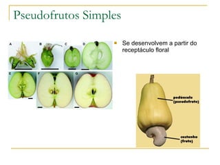 Pseudofrutos Simples Se desenvolvem a partir do receptáculo floral 