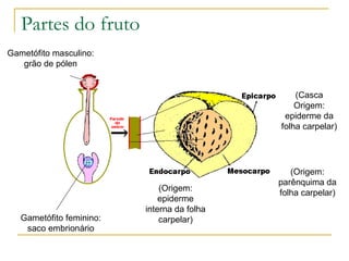 Partes do fruto Gametófito feminino: saco embrionário Gametófito masculino: grão de pólen (Casca Origem: epiderme da folha carpelar) (Origem: parênquima da folha carpelar) (Origem: epiderme interna da folha carpelar) 