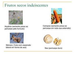 Frutos secos indeiscentes Aquênio (semente presa ao pericarpo pelo funículo) Sâmara ( fruto com expansão lateral em forma de asa) Cariopse (semente presa ao pericarpo em toda sua extensão) Noz (pericarpo duro) 
