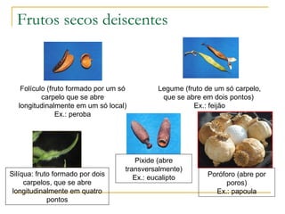 Frutos secos deiscentes  Folículo (fruto formado por um só carpelo que se abre longitudinalmente em um só local) Ex.: peroba Legume (fruto de um só carpelo, que se abre em dois pontos)  Ex.: feijão Silíqua: fruto formado por dois carpelos, que se abre longitudinalmente em quatro pontos Pixide (abre transversalmente) Ex.: eucalipto Poróforo (abre por poros) Ex.: papoula 