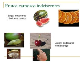 Frutos carnosos indeiscentes Baga:  endocarpo não forma caroço Drupa:  endocarpo  forma caroço 