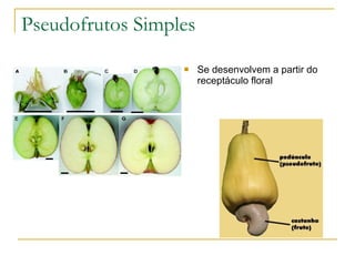 Pseudofrutos Simples Se desenvolvem a partir do receptáculo floral 