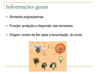 Informações gerais Somente angiospermas Função: proteção e dispersão das sementes Origem: ovário da flor após a fecundação  do óvulo. 