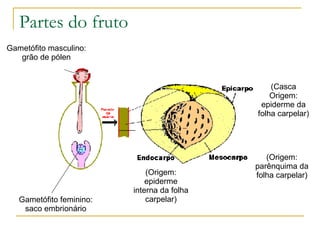Partes do fruto Gametófito feminino: saco embrionário Gametófito masculino: grão de pólen (Casca Origem: epiderme da folha carpelar) (Origem: parênquima da folha carpelar) (Origem: epiderme interna da folha carpelar) 