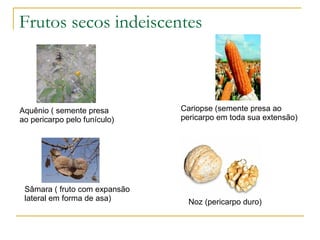 Frutos secos indeiscentes Aquênio ( semente presa ao pericarpo pelo funículo) Sâmara ( fruto com expansão lateral em forma de asa) Cariopse (semente presa ao pericarpo em toda sua extensão) Noz (pericarpo duro) 