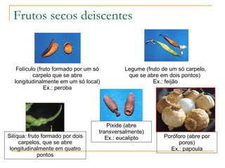 Frutos secos deiscentes  Folículo (fruto formado por um só carpelo que se abre longitudinalmente em um só local) Ex.: peroba Legume (fruto de um só carpelo, que se abre em dois pontos)  Ex.: feijão Silíqua: fruto formado por dois carpelos, que se abre longitudinalmente em quatro pontos Pixide (abre transversalmente) Ex.: eucalipto Poróforo (abre por poros) Ex.: papoula 
