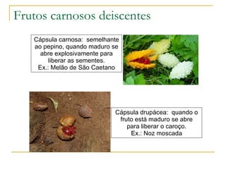 Frutos carnosos deiscentes Cápsula carnosa:  semelhante ao pepino, quando maduro se abre explosivamente para liberar as sementes. Ex.: Melão de São Caetano Cápsula drupácea:  quando o fruto está maduro se abre para liberar o caroço. Ex.: Noz moscada 