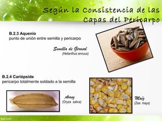B.2.4 Cariópside
pericarpo totalmente soldado a la semilla
B.2.3 Aquenio
punto de unión entre semilla y pericarpo
Según la Consistencia de las
Capas del Pericarpo
Semilla de Girasol
MaízArroz
(Zea mays)
(Helianthus annuus)
(Oryza sativa)
 