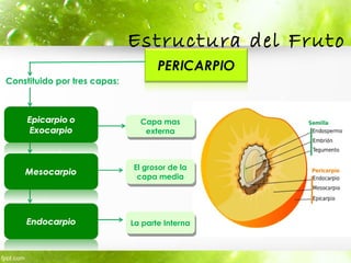 Estructura del Fruto
Constituido por tres capas:
El grosor de la
capa media
El grosor de la
capa media
Capa mas
externa
Capa mas
externa
La parte InternaLa parte Interna
 