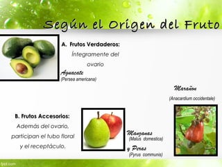 Según el Origen del FrutoSegún el Origen del Fruto
A.A. Frutos Verdaderos:Frutos Verdaderos:
Íntegramente del
ovario
B. Frutos Accesorios:B. Frutos Accesorios:
Además del ovario,
participan el tubo floral
y el receptáculo.
Manzanas
y Peras
Marañon
Aguacate
(Persea americana)
(Anacardium occidentale)
(Malus domestica)
(Pyrus communis)
 