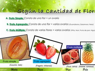 A.A. Fruto Simple:Fruto Simple: Consta de una flor + un ovario
B.B. Fruto Agregado:Fruto Agregado: Consta de una flor + varios ovarios (Guanábana, Zarzamora, fresa)
C.C. Fruto Múltiple:Fruto Múltiple: Consta de varias flores + varios ovarios (Piña, Noni, Fruta de pan, Higo)
Según la Cantidad de FloreSegún la Cantidad de Flore
Fruto simple Fruto agregado
(Ananas comosus)
Fruto múltiple
(Ficus carica)(Fragaria chiloensis)(Cucumis melo)
Melón HigoFresa Piña
 